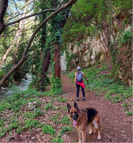 Antishock Hiking Stick